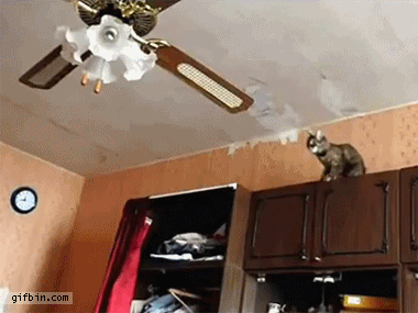 1338313495_cat_jumps_on_ceiling_fan.gif